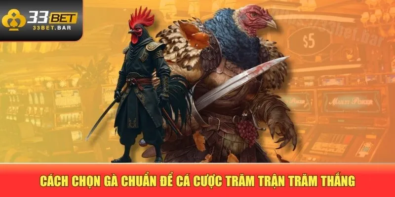 Cách chọn gà chuẩn cho từng loại hình tham gia